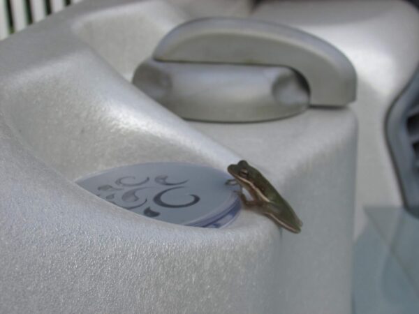 Frog Stop - Image 3